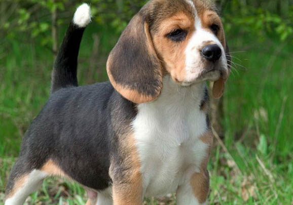比格犬和柯基犬哪個(gè)好