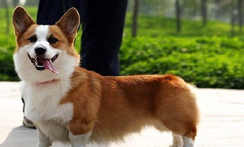 如何改掉柯基幼犬張嘴咬人