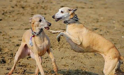 惠比特犬口吐白沫的原因及處理方法
