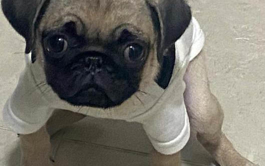 巴哥犬怎么驅蟲