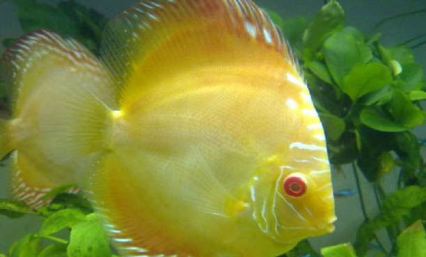 七彩神仙魚蒙眼怎么辦