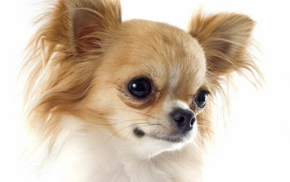 狗狗細小病毒性腸炎治療方法