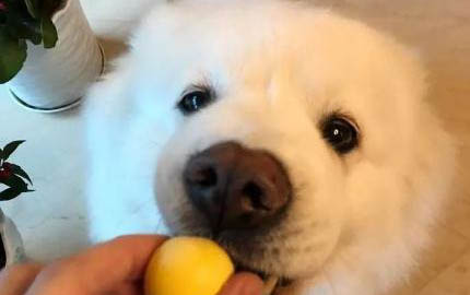 狗狗廁所誘導劑怎么用