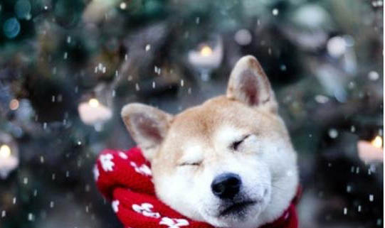狗狗肚皮上有紅疙瘩是咋回事