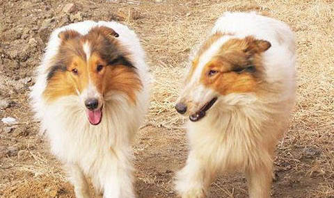 挑選蘇格蘭牧羊犬注意些什么