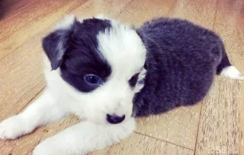 哪里有賣邊境牧羊犬 怎么買牧羊犬
