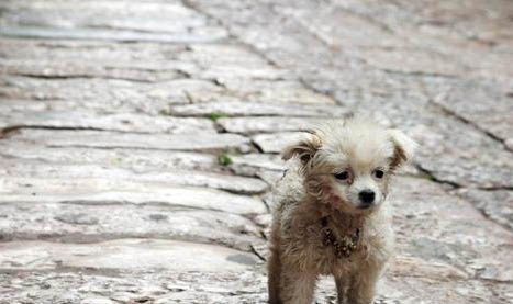 腸胃寶犬貓益生菌多少錢一盒