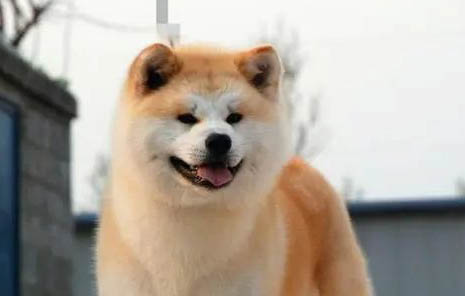 黑柴犬和黃柴犬哪個貴
