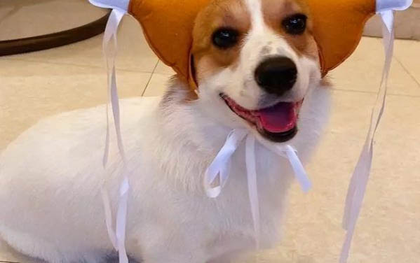 狗狗打了狂犬疫苗的不良反應(yīng)有哪些