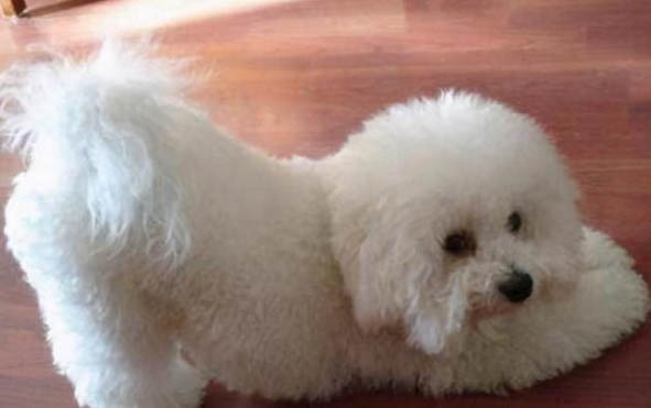 比熊犬淚痕的原因及治療