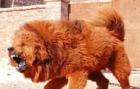 生態藏獒和改良藏獒怎么樣區別?