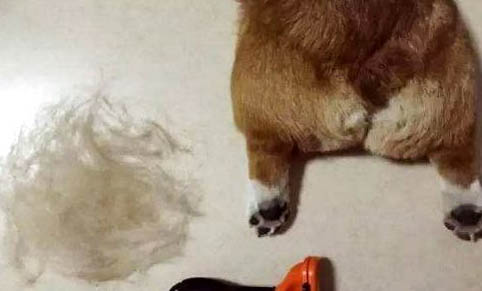 狗狗換牙階段需要注意什么