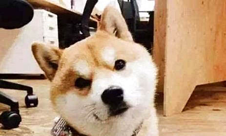 貓咪口水多是什么原因