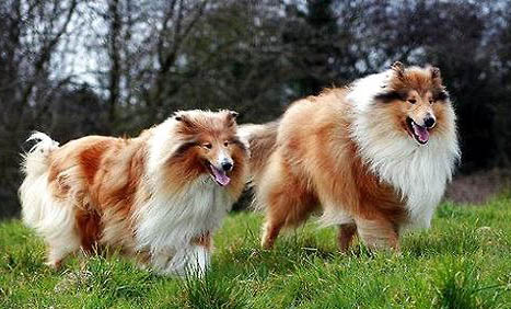 蘇格蘭牧羊犬吐清水的原因及處理方法