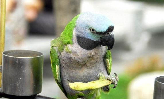 鳳梨和黃邊小太陽鸚鵡哪個好