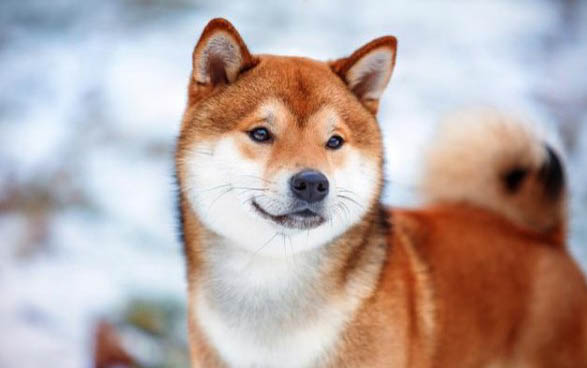 犬瘟治療多久才算恢復(fù)期