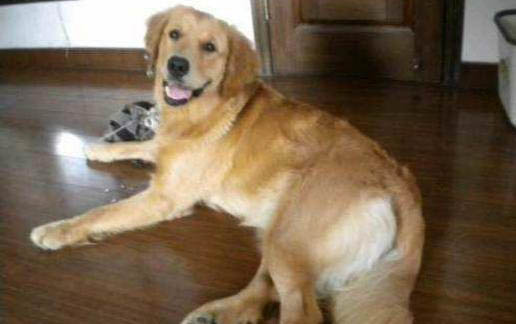 黃金獵犬是金毛嗎?黃金拾獵犬飼養方法是什么