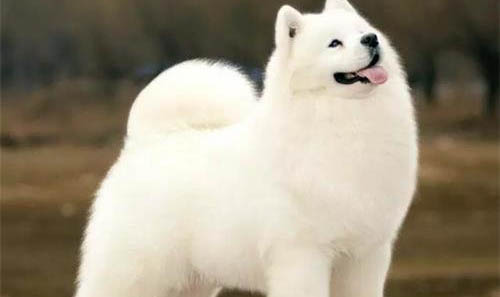 狗狗得冠狀的初期癥狀有哪些