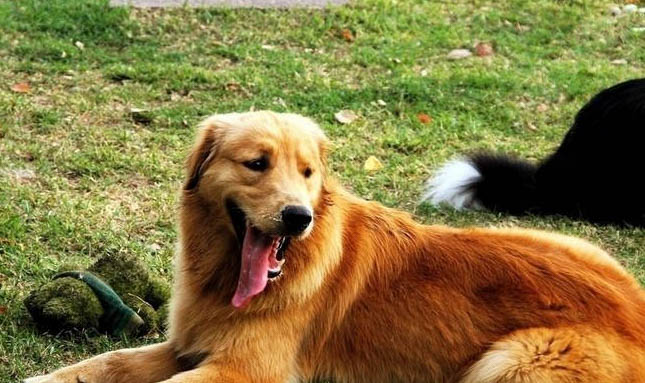 如何訓練小金毛犬