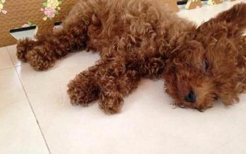 狗狗懷孕會吐嗎