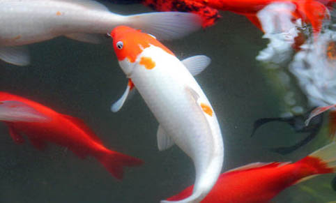 錦鯉和鯉魚有什么區別