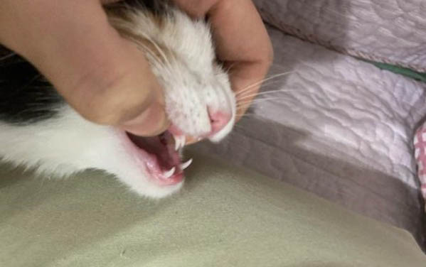 貓咪肛門腺發炎癥狀是什么