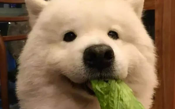 薩摩耶能長多大多重