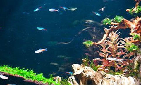 家里養金魚幾天換水