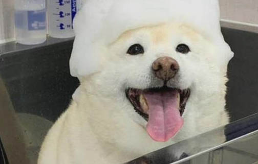 狗感冒引起急性腸胃炎