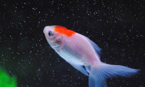 魚死有哪些原因