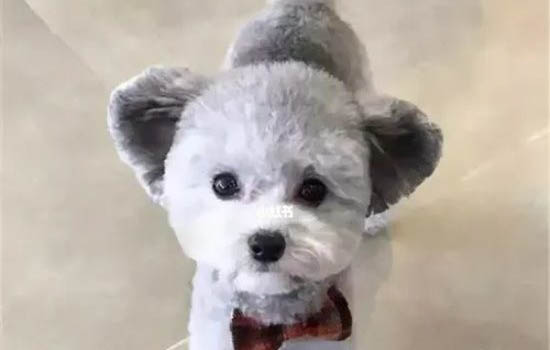 狗狗為什么不能吃車厘子