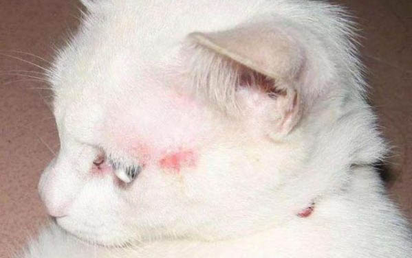 如何給貓護理口腔