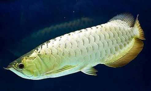 銀龍魚能不能吃魚干