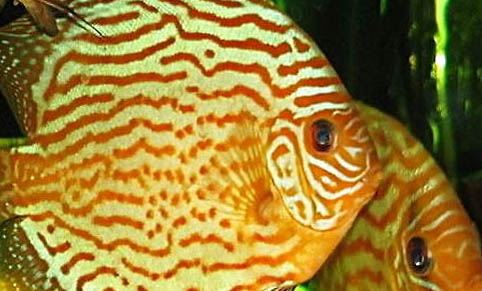 七彩神仙魚(yú)壽命多少年