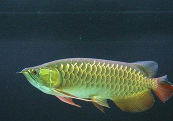 鰱魚魚籽是什么顏色的