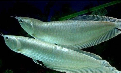 銀龍魚水質怎么調節最佳