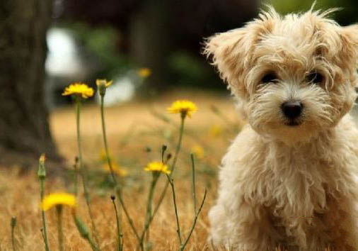 泰迪犬都有哪些類型