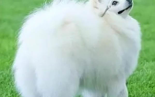 蚊香會引起狗死亡嗎