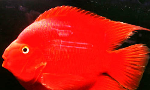 黃鸚鵡魚(yú)變紅怎么回事