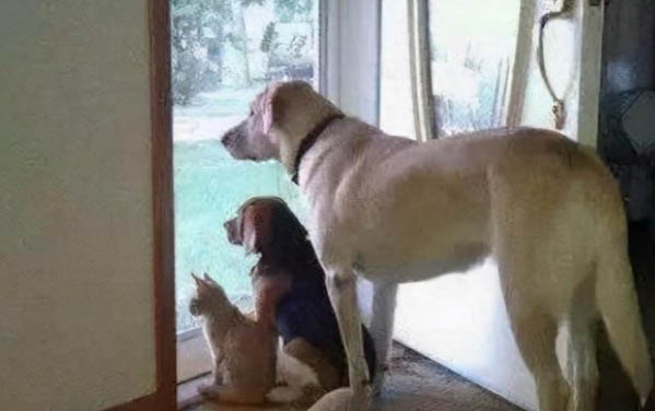 狗狗體外寄生蟲