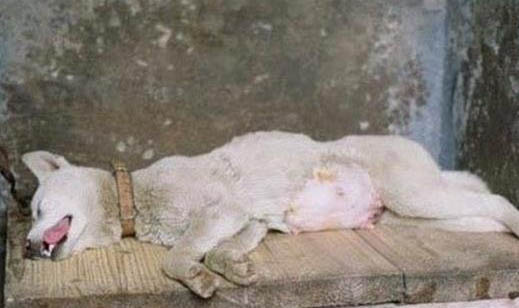 狗懷孕多久能看出肚子