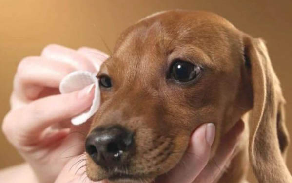 狗狗吃豬肝怎么辦狗狗可不可以吃豬肝