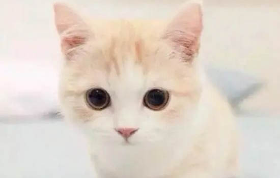 小貓不喝水怎么辦啊