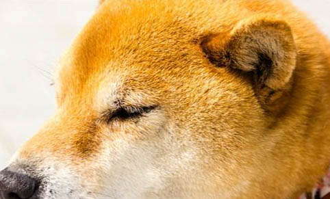 狗狗為什么攻擊狗狗