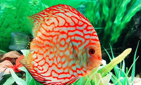 魚缸有黑蟲怎么辦