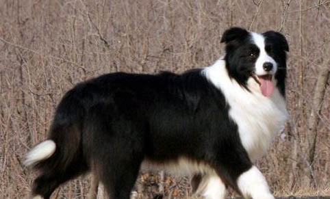蘇格蘭牧羊犬幼犬可以洗澡嗎