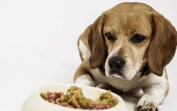 狗狗換牙期間食欲不好?