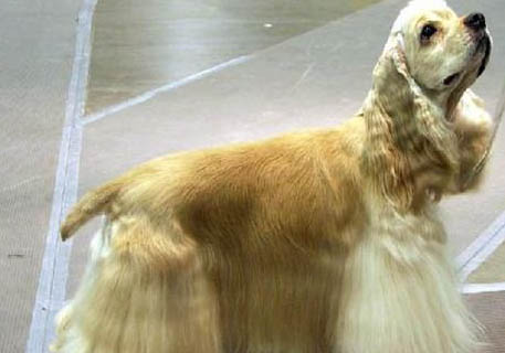 可卡犬和金毛哪個最聰明?