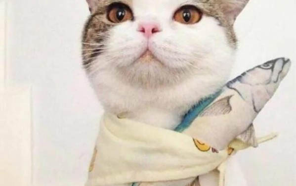 狗狗嗆到氣管一直抽氣怎么辦