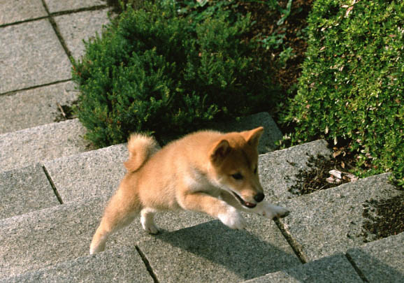 黑柴犬什么價格一只